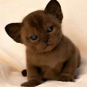 evgenyfishgalov avatar