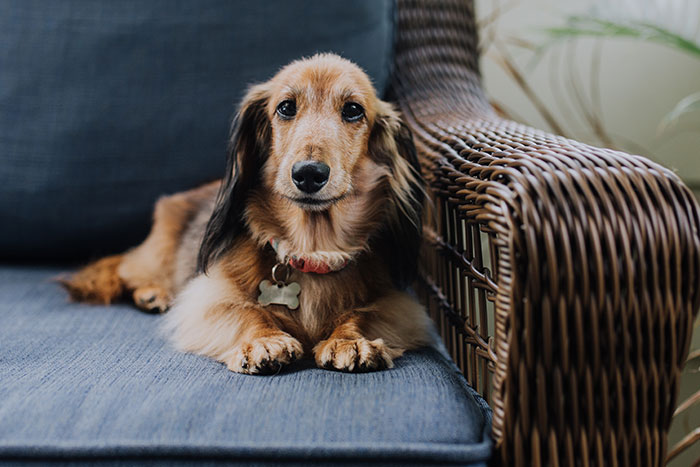 Brown dog lying on the sofa