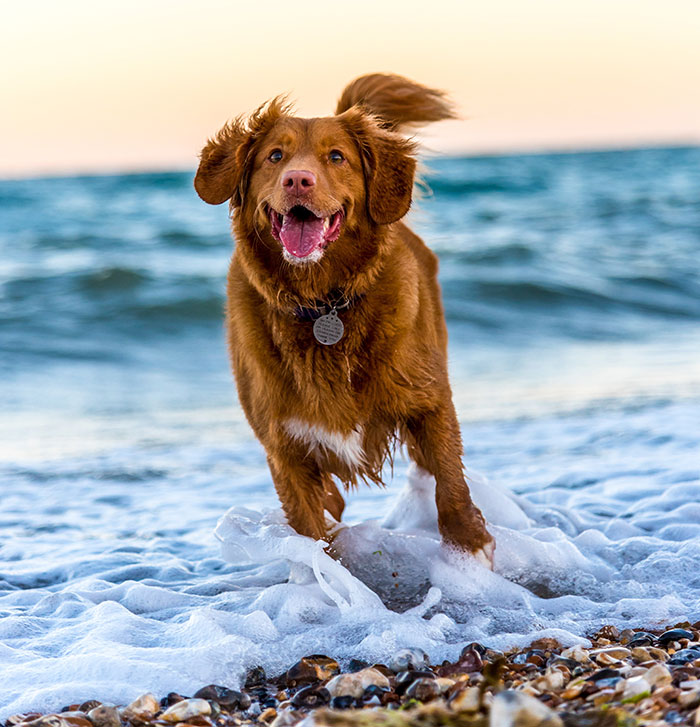 Brown dog running in the beach