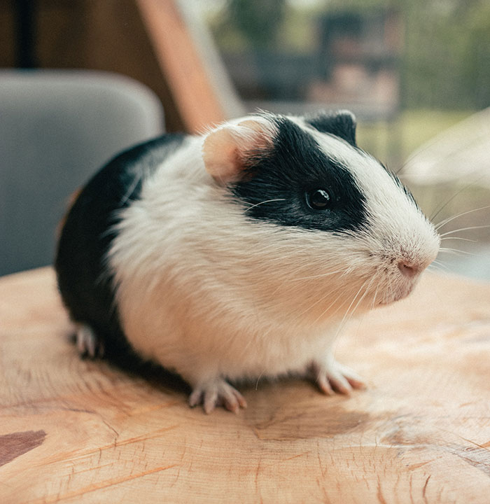 Guinea pig looking