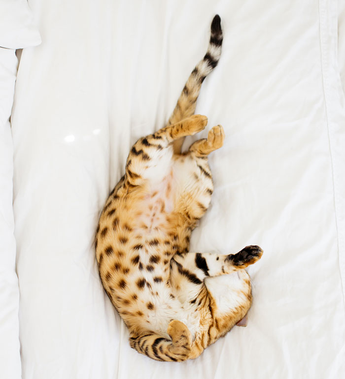 Brown cat lying on the bed