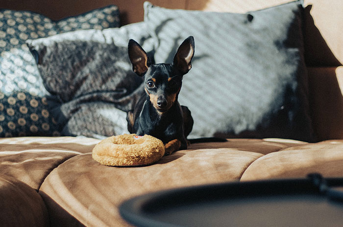 Small black dog lying in the bed