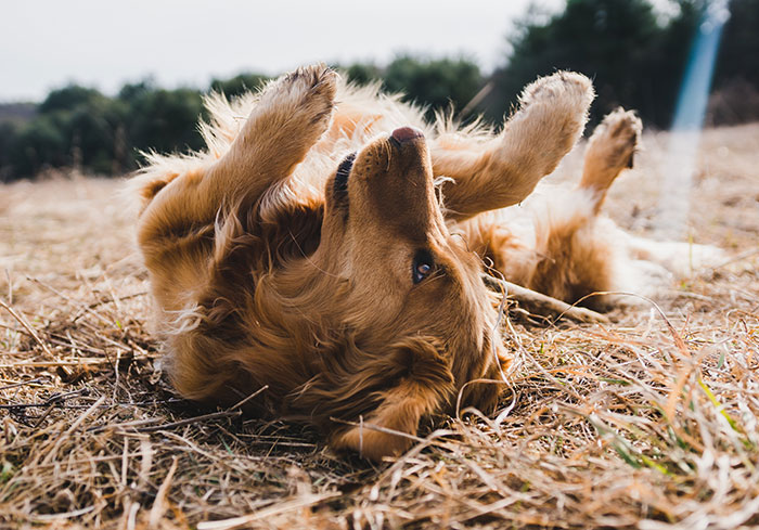 Brown dog rolls over