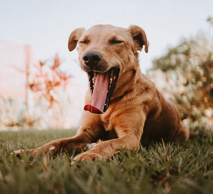 Dog yawing
