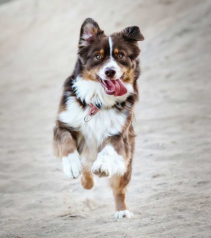 Brown and white dog jumping