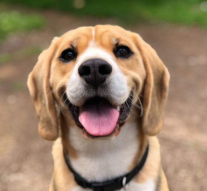 Brown dog sitting and smiling