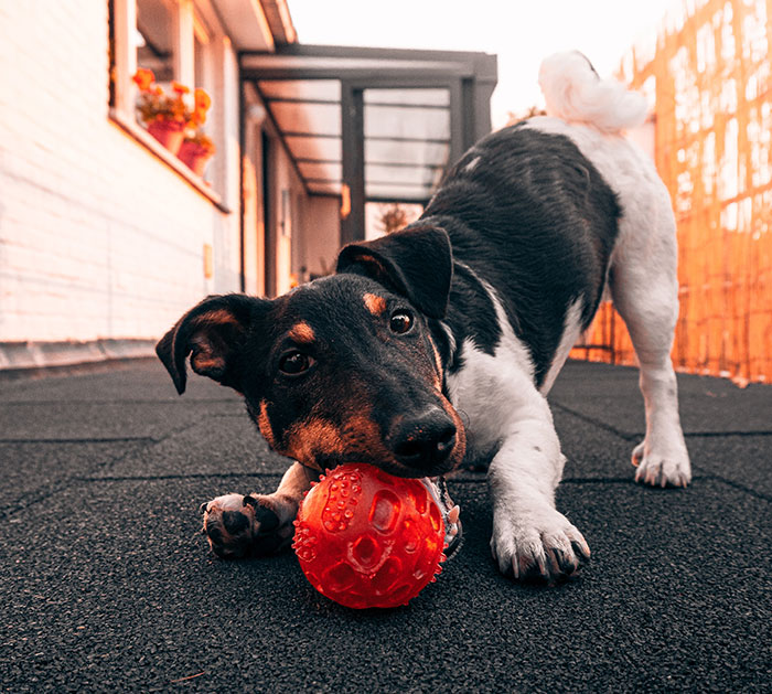 White and black dog playing with a ball