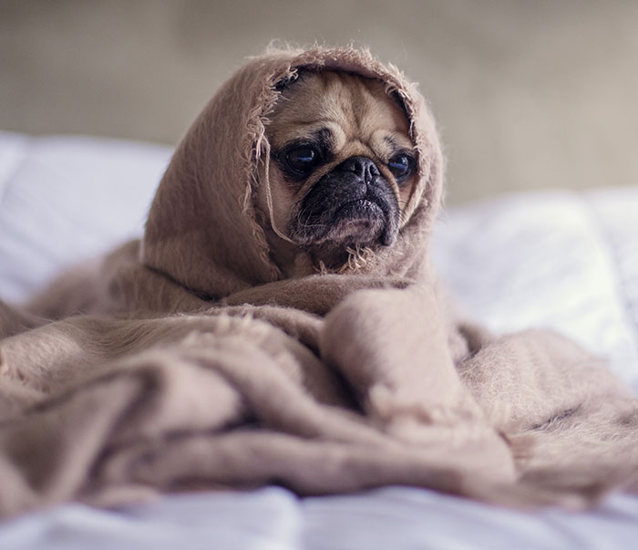 Brown pug sitting and looking sad