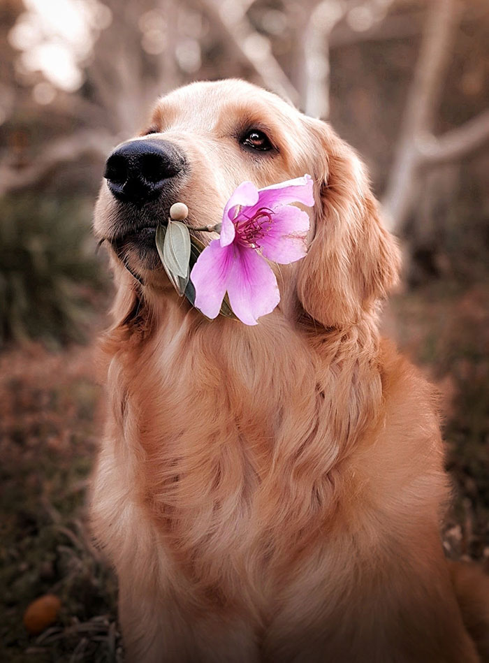 Brown dog sitting and holding flower