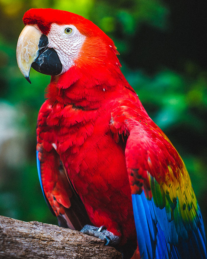 Red parrot looking