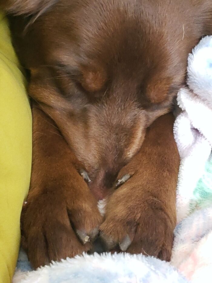 Just A Cute Picture Of My Dog