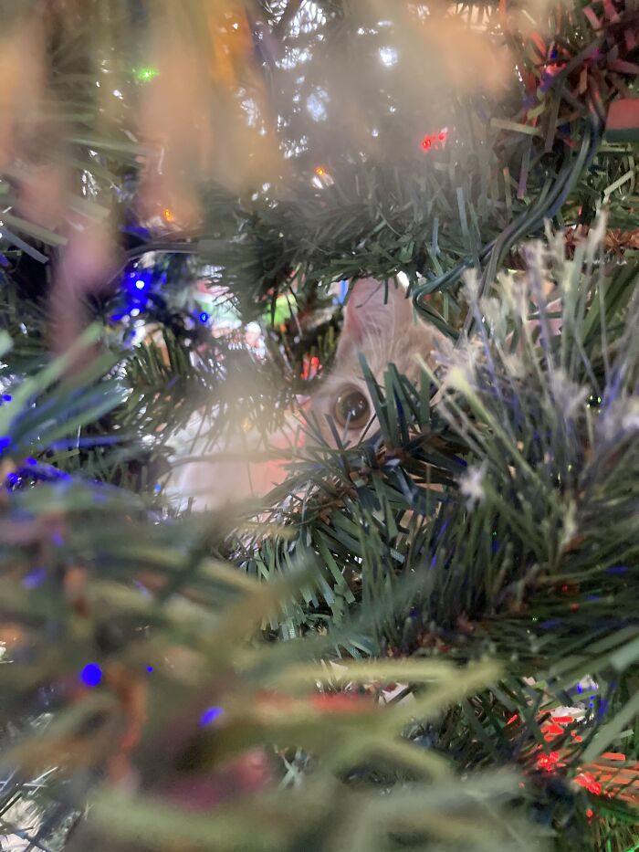 It’s Not My Christmas Tree. It’s Pounce’s Christmas Tree