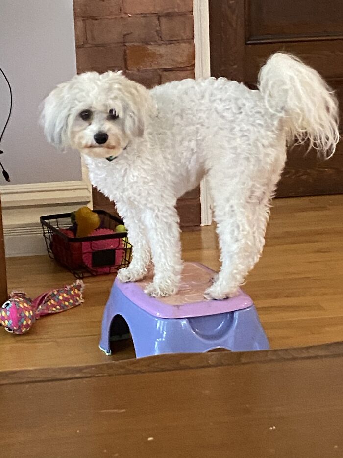 Here Are Some Photos Of My Pets To Hopefully Brighten Your Day (20 Pics)