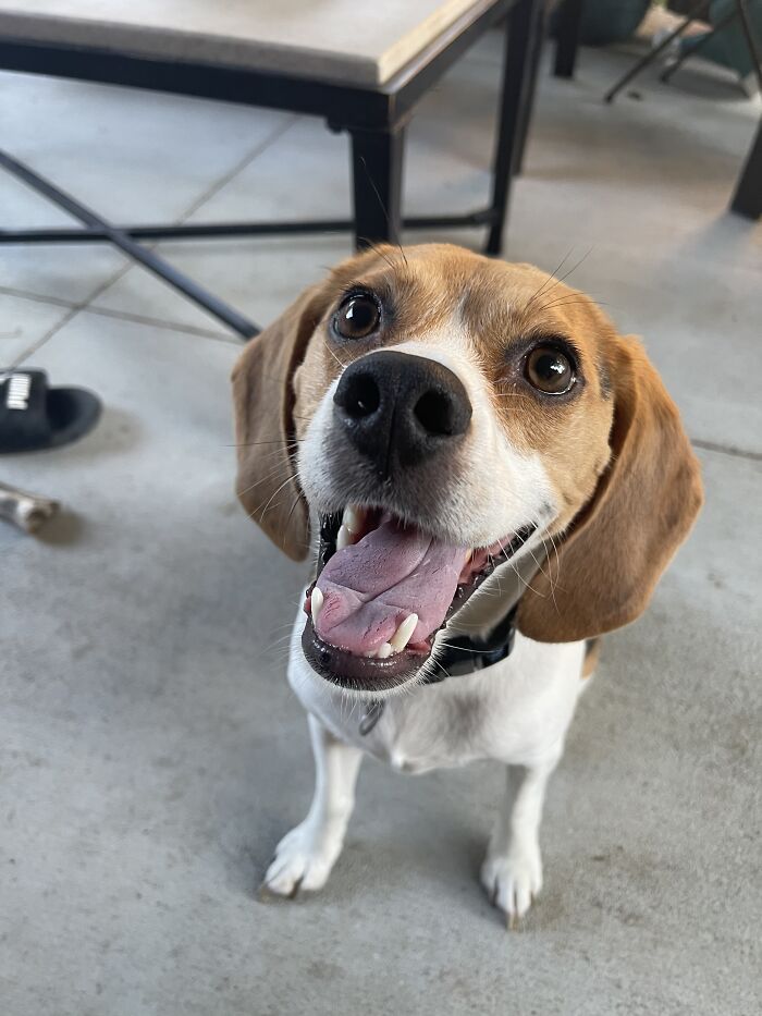 This Is Killer He Will Slay You With His Cuteness!