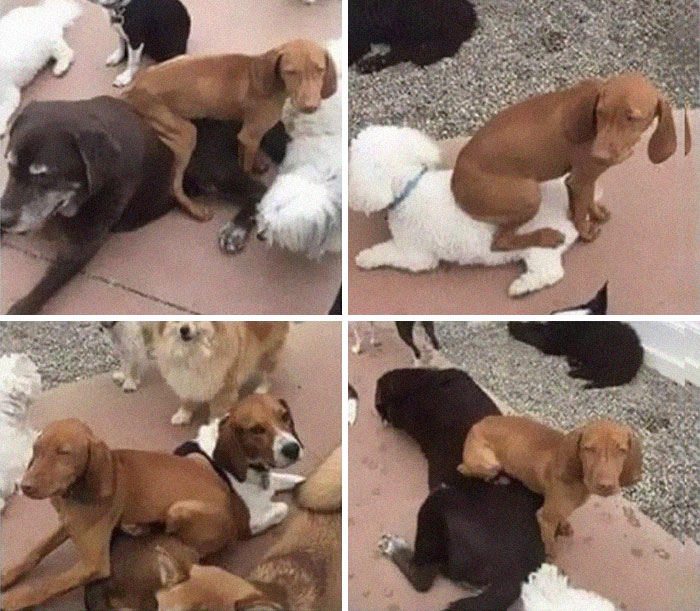 He Sits On The Other Dogs He Likes