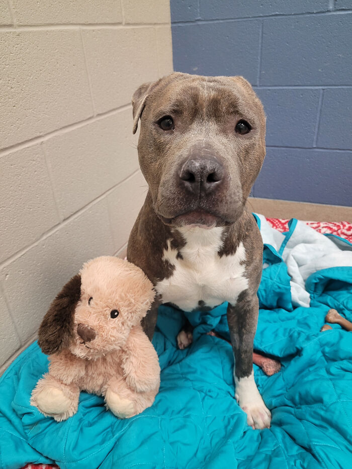 Meet Bruno, A One-Eared Pitbull Who Went Viral After His Caretakers Discovered He Had Pulled Out The Same Ear From His Plush Toy