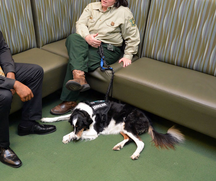 Woman Makes Her Friend Leave Her Service Dog In The Backyard, Is Upset Everyone Hates Her For It After The Woman Gets A Concussion From A Seizure