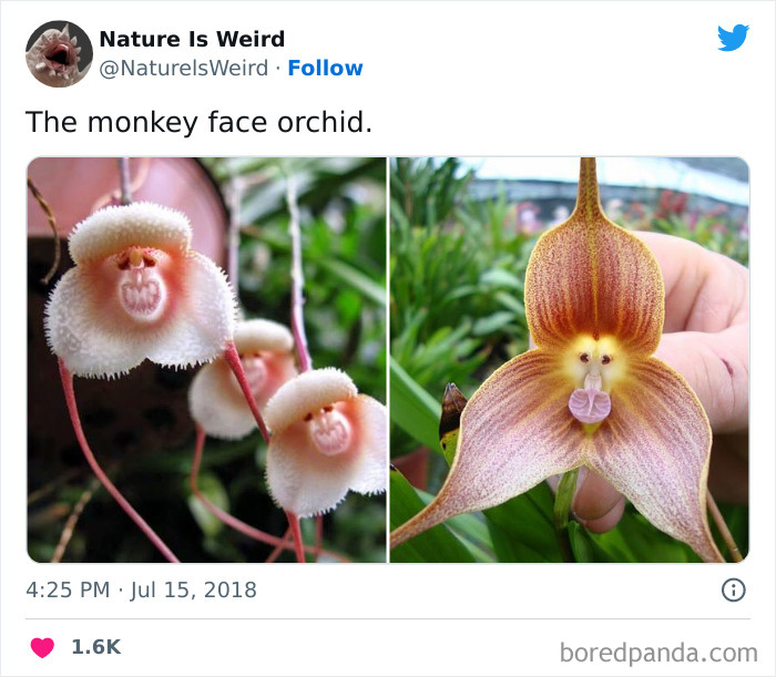 Weird-Interesting-Nature-Facts-Pics