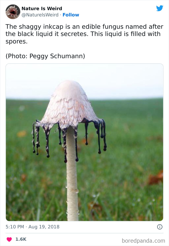 Weird-Interesting-Nature-Facts-Pics