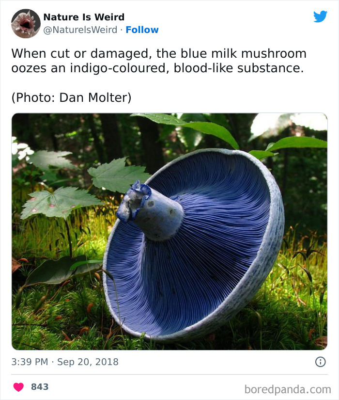 Weird-Interesting-Nature-Facts-Pics