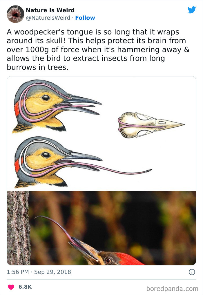 Weird-Interesting-Nature-Facts-Pics