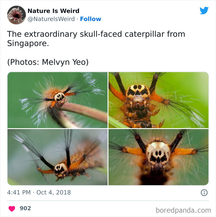 Weird-Interesting-Nature-Facts-Pics