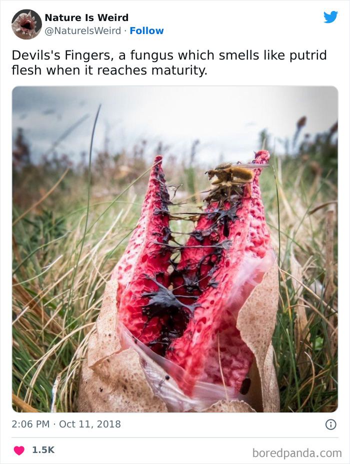 Weird-Interesting-Nature-Facts-Pics