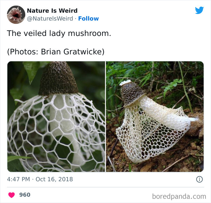 Weird-Interesting-Nature-Facts-Pics