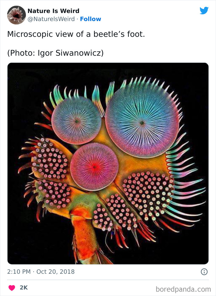 Weird-Interesting-Nature-Facts-Pics