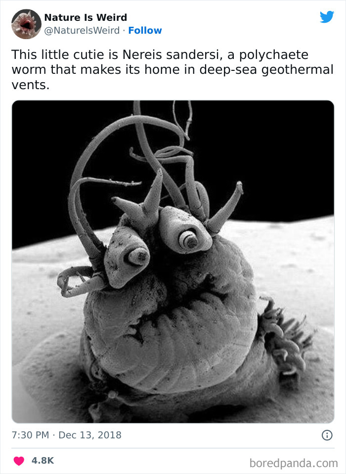 Weird-Interesting-Nature-Facts-Pics