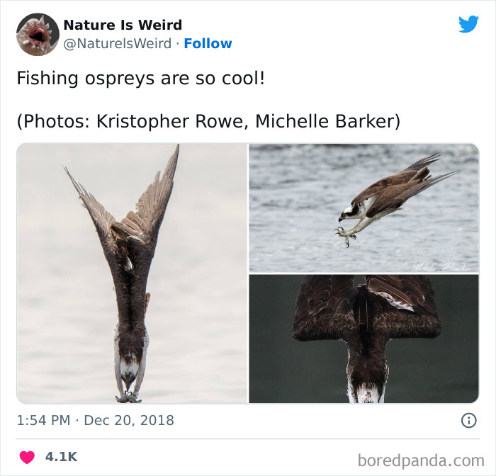 Weird-Interesting-Nature-Facts-Pics