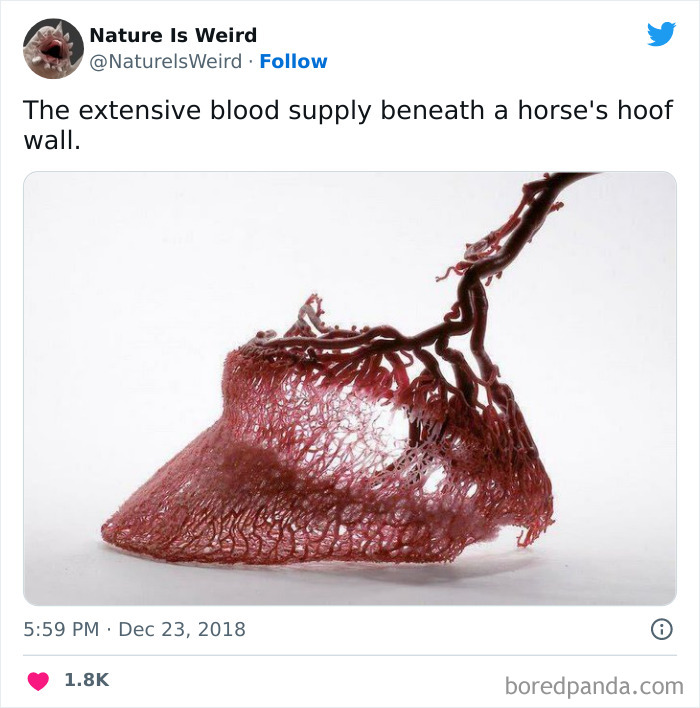 Weird-Interesting-Nature-Facts-Pics