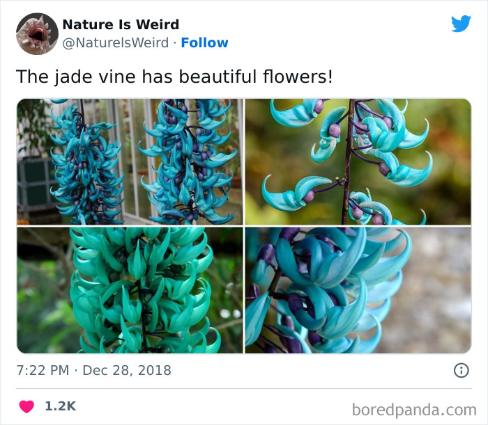 Weird-Interesting-Nature-Facts-Pics