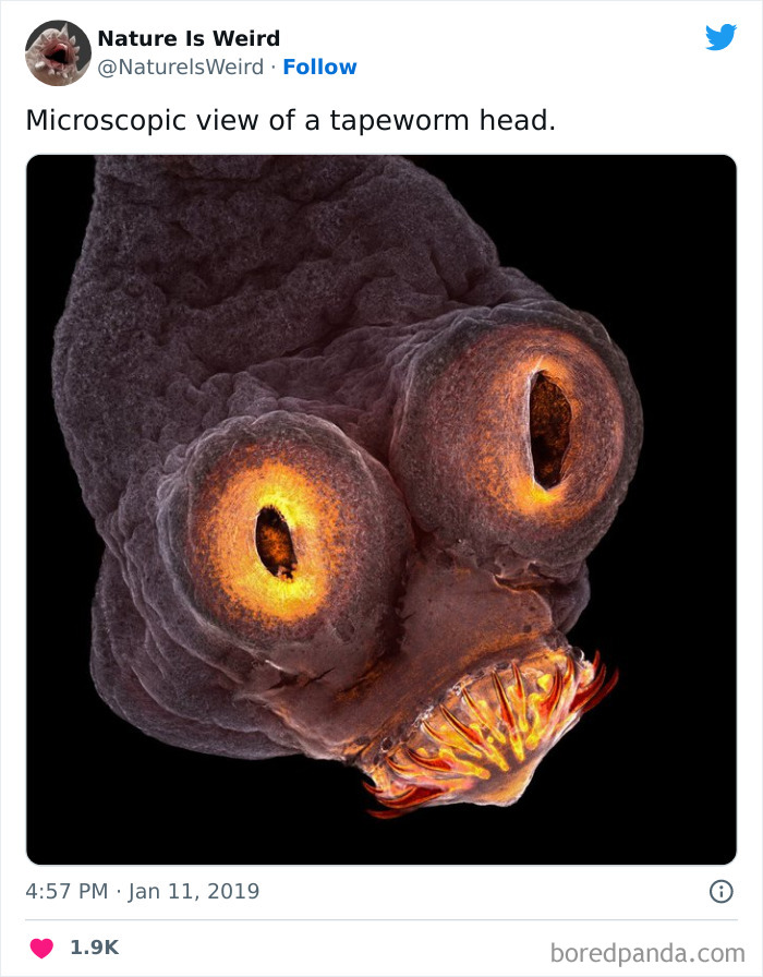 Weird-Interesting-Nature-Facts-Pics