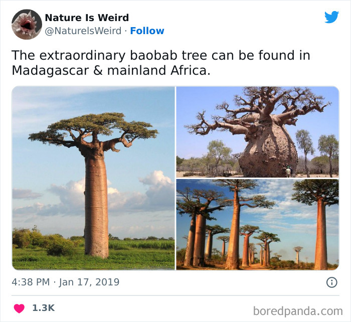 Weird-Interesting-Nature-Facts-Pics