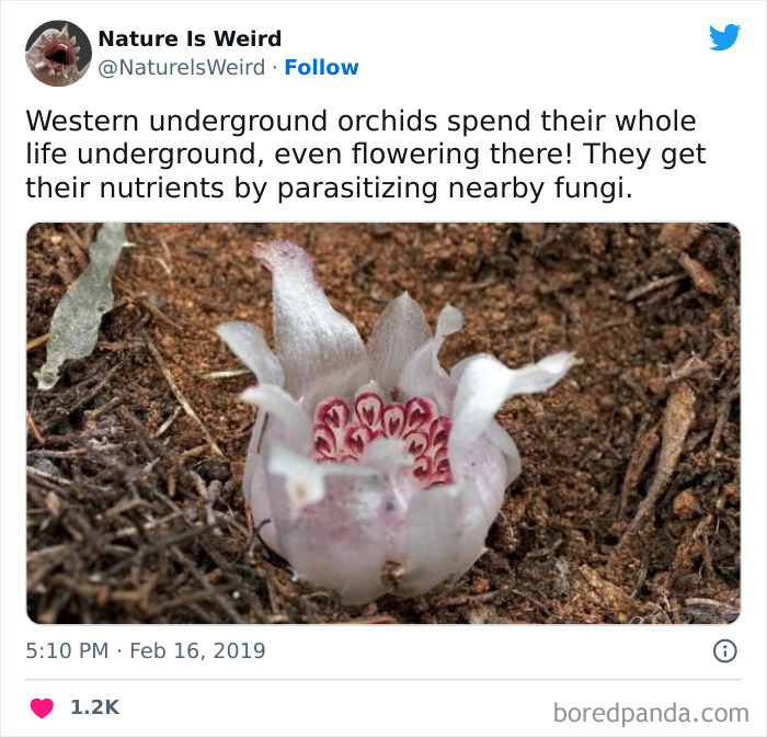 Weird-Interesting-Nature-Facts-Pics