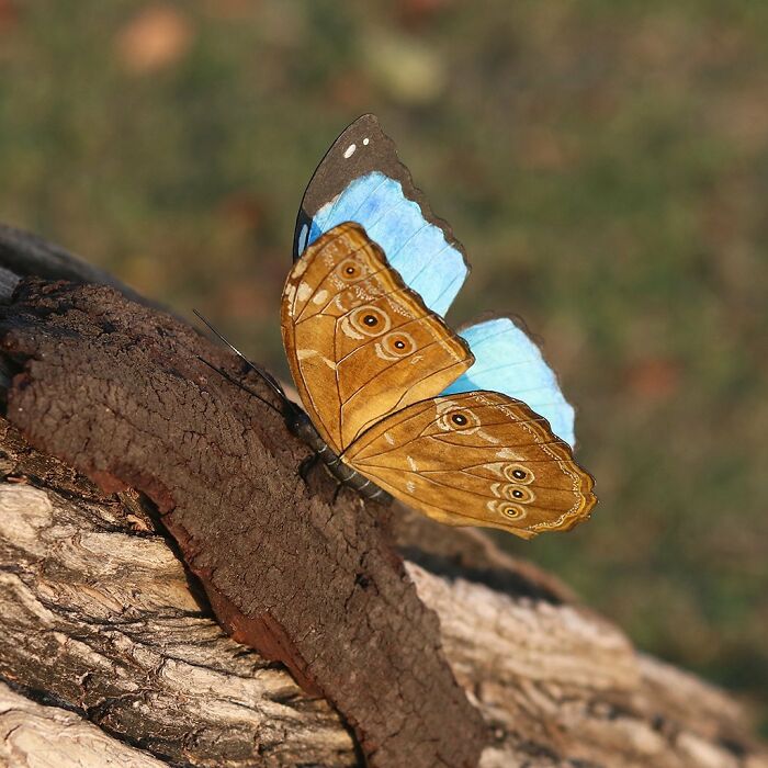 All The Beauty Of Nature Shown In Paper Cutouts By An Indian Artist