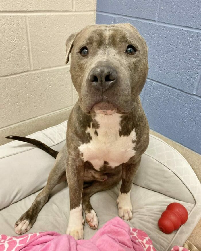 Meet Bruno, A One-Eared Pitbull Who Went Viral After His Caretakers Discovered He Had Pulled Out The Same Ear From His Plush Toy