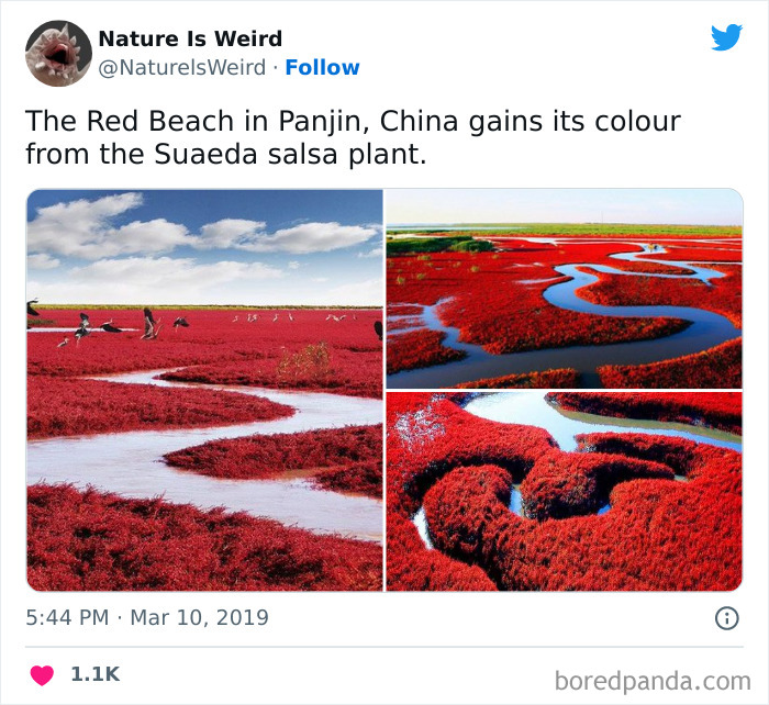 Weird-Interesting-Nature-Facts-Pics