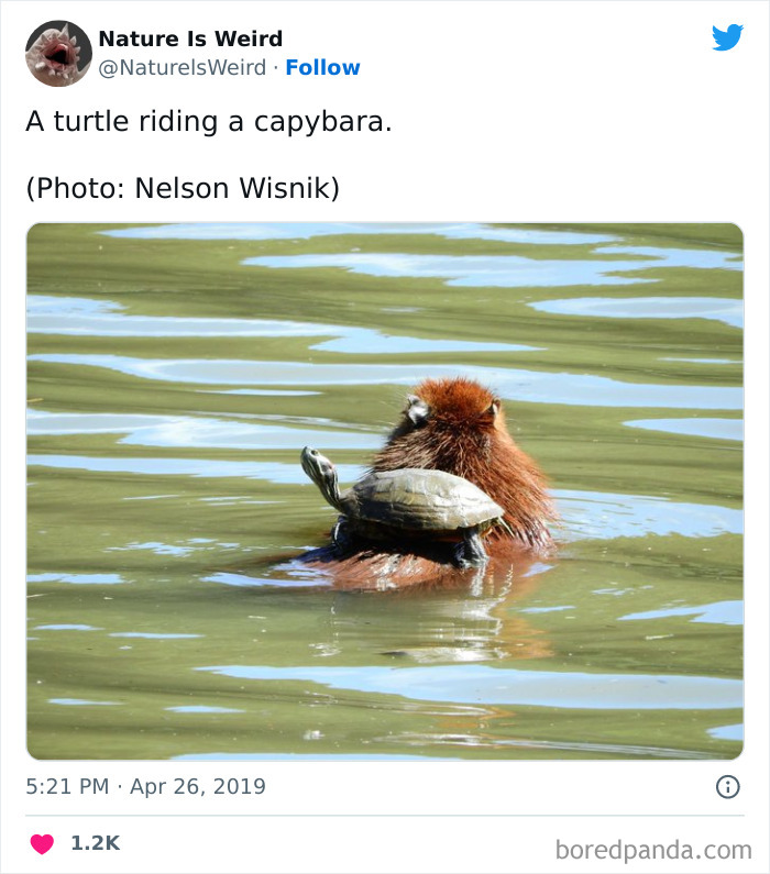 Weird-Interesting-Nature-Facts-Pics