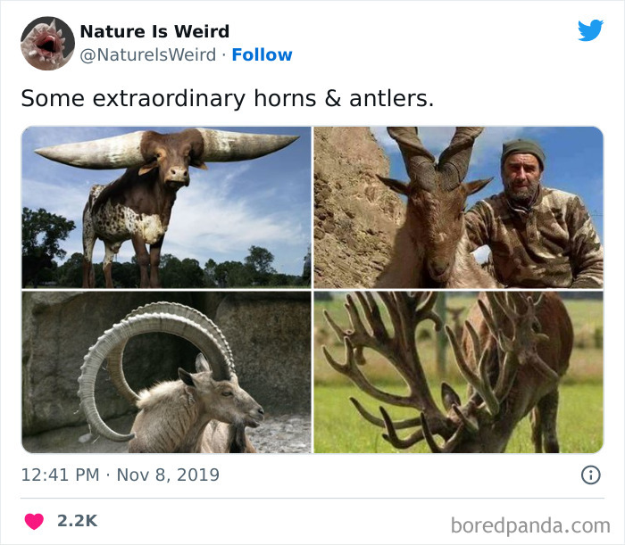 Weird-Interesting-Nature-Facts-Pics