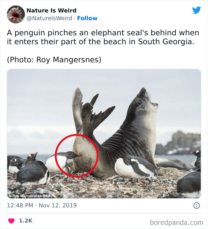 Weird-Interesting-Nature-Facts-Pics