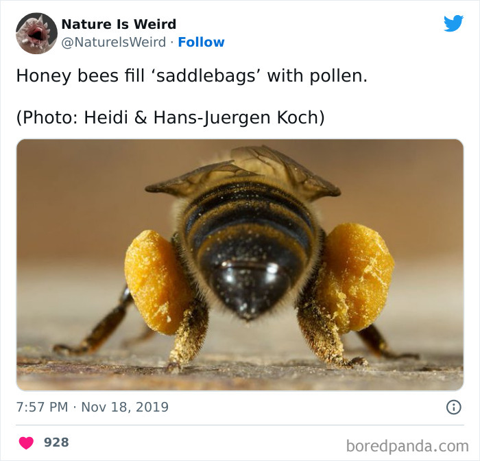 Weird-Interesting-Nature-Facts-Pics