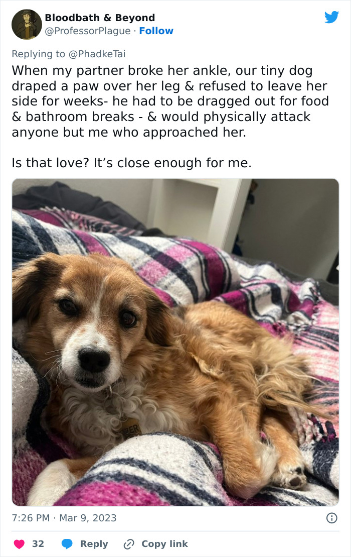 &ldquo;Your Dog And Cat Do Not &lsquo;Love&rsquo; You&rdquo;: Person Attempts To &lsquo;Debunk Myth&rsquo; On The Nature Of Pet-Owner Relationships, Gets Slammed Heavily In Return