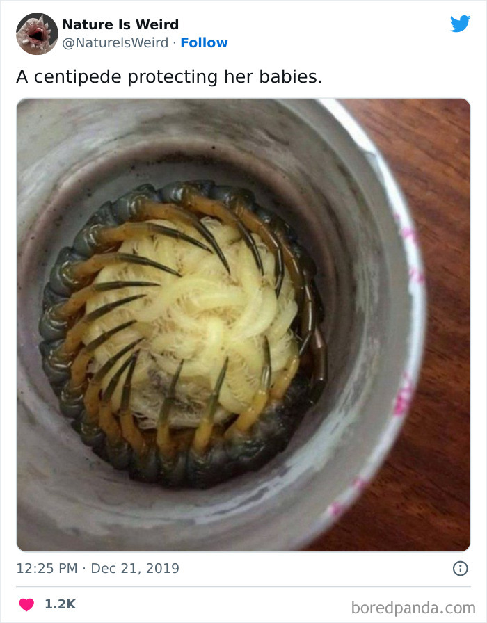 Weird-Interesting-Nature-Facts-Pics