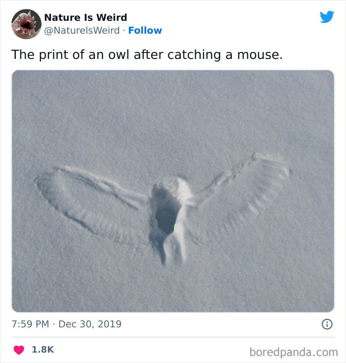 Weird-Interesting-Nature-Facts-Pics