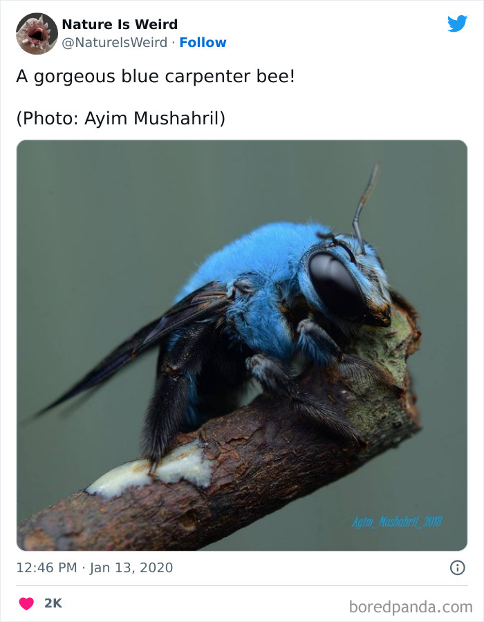 Weird-Interesting-Nature-Facts-Pics