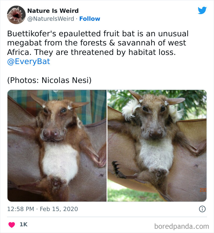 Weird-Interesting-Nature-Facts-Pics