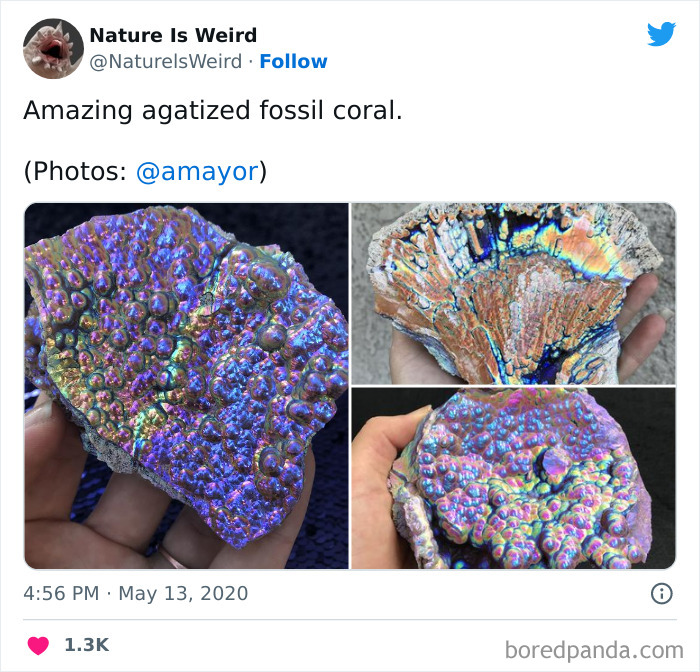 Weird-Interesting-Nature-Facts-Pics