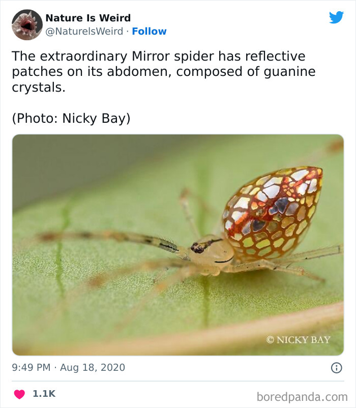 Weird-Interesting-Nature-Facts-Pics